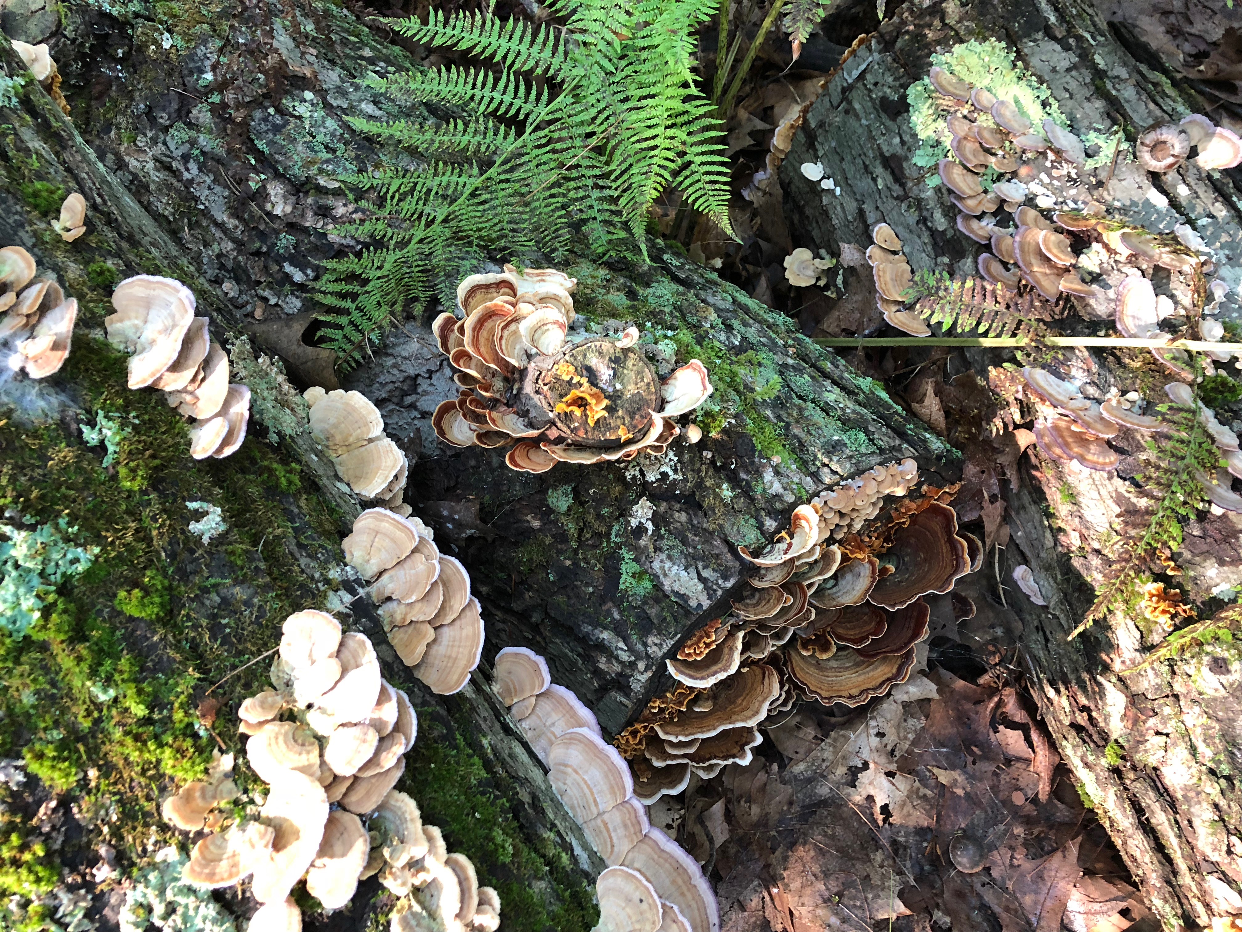 091618-fungus-along-conservation-trail