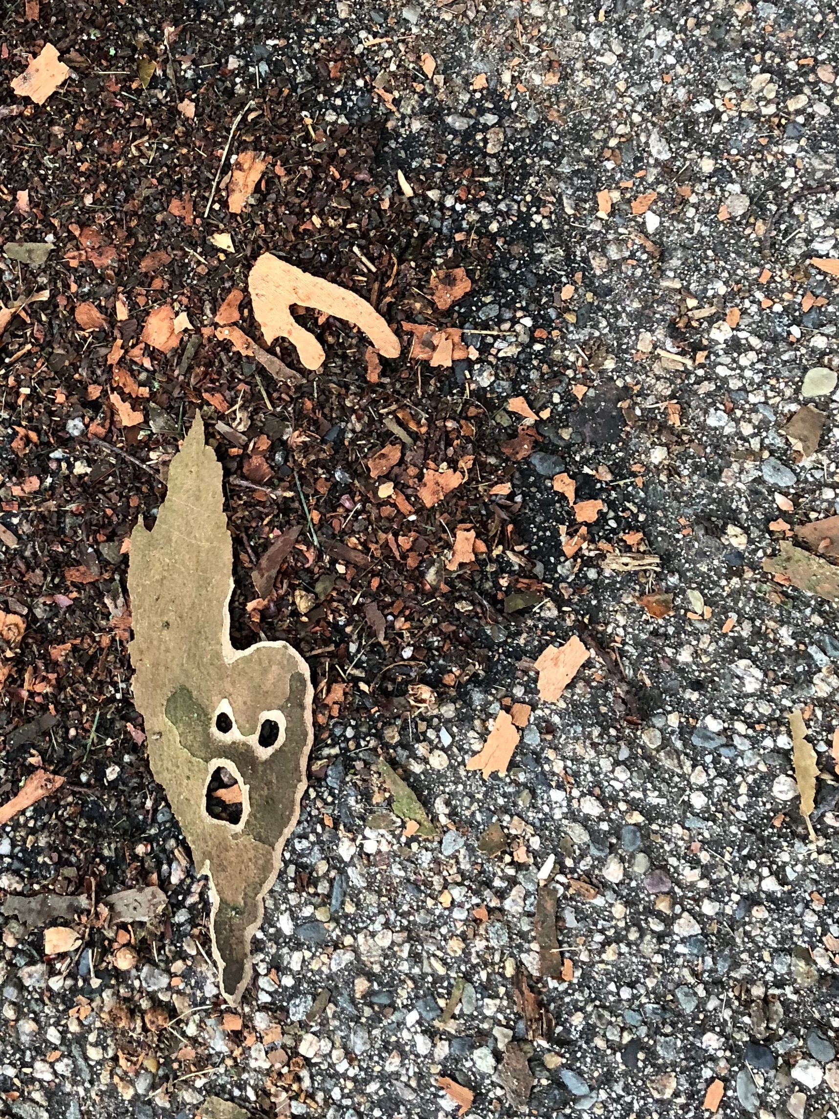 072318-ghostly-Sycamore-bark