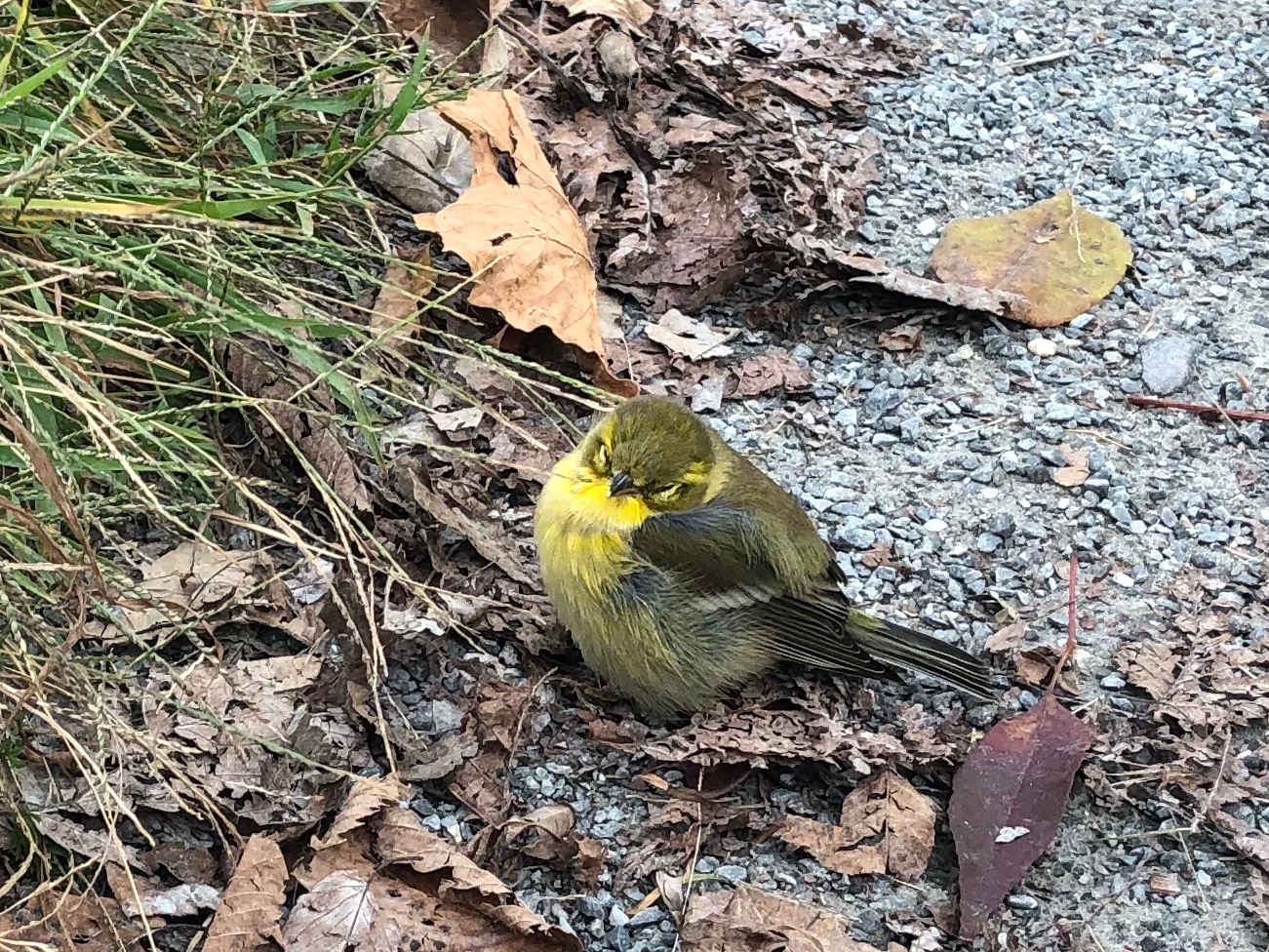 092918-injured-Blackpoll warbler