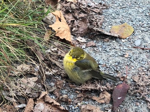 092918-injured-Blackpoll warbler