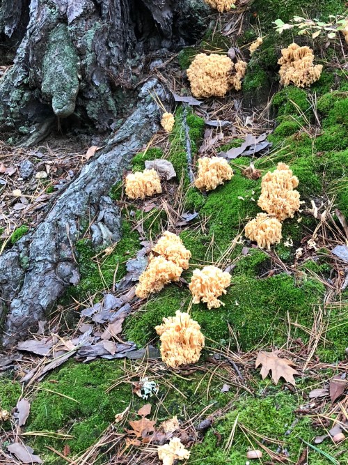 100918-weird-fungus-in-cemetery