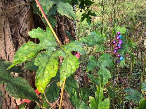 101418-purple-berries