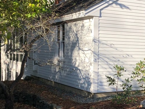 101918-branch-shadow