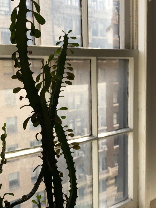 102418-cactus-NYC-window