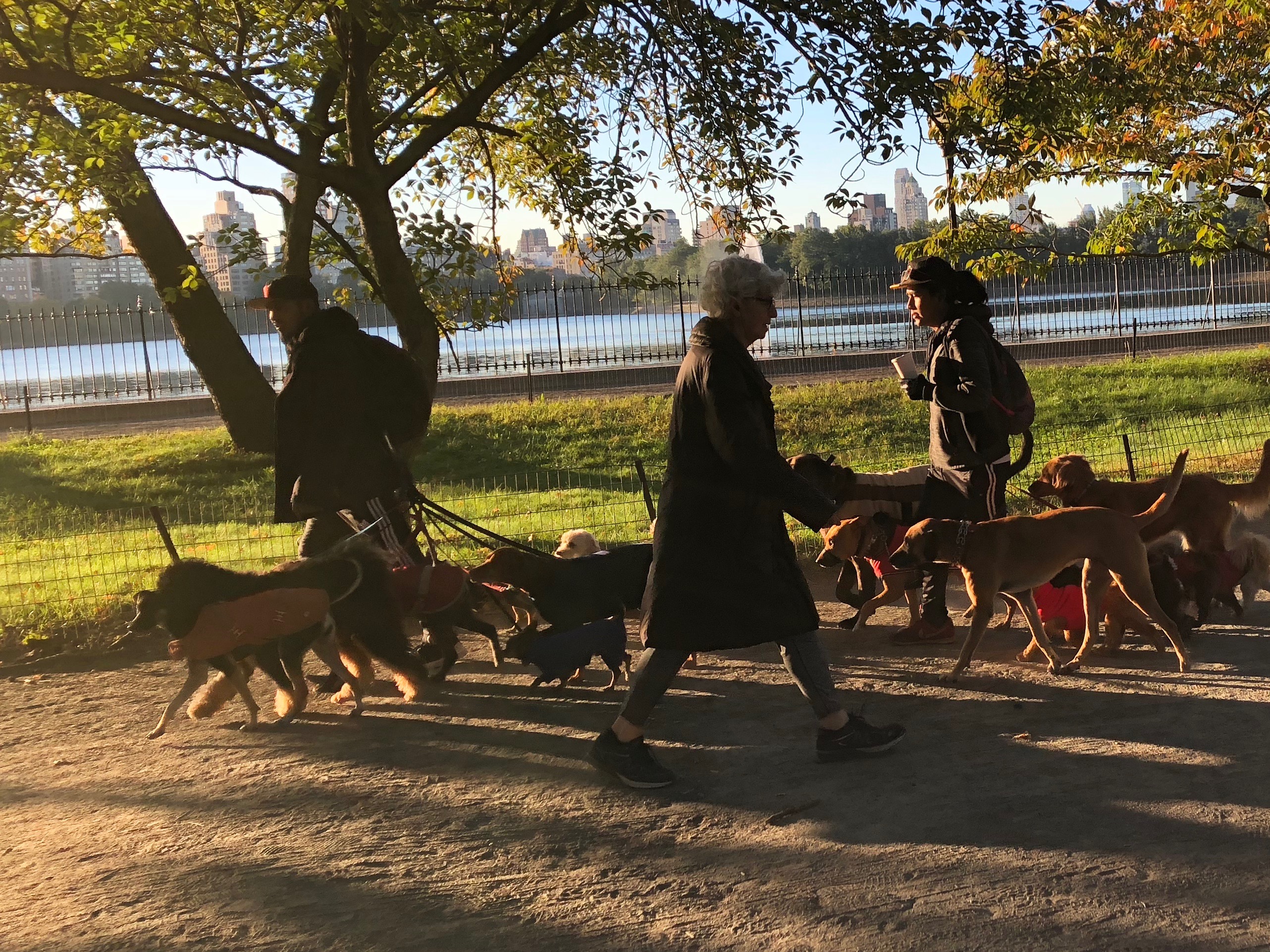 102518-mega-dogwalking-Central-Park