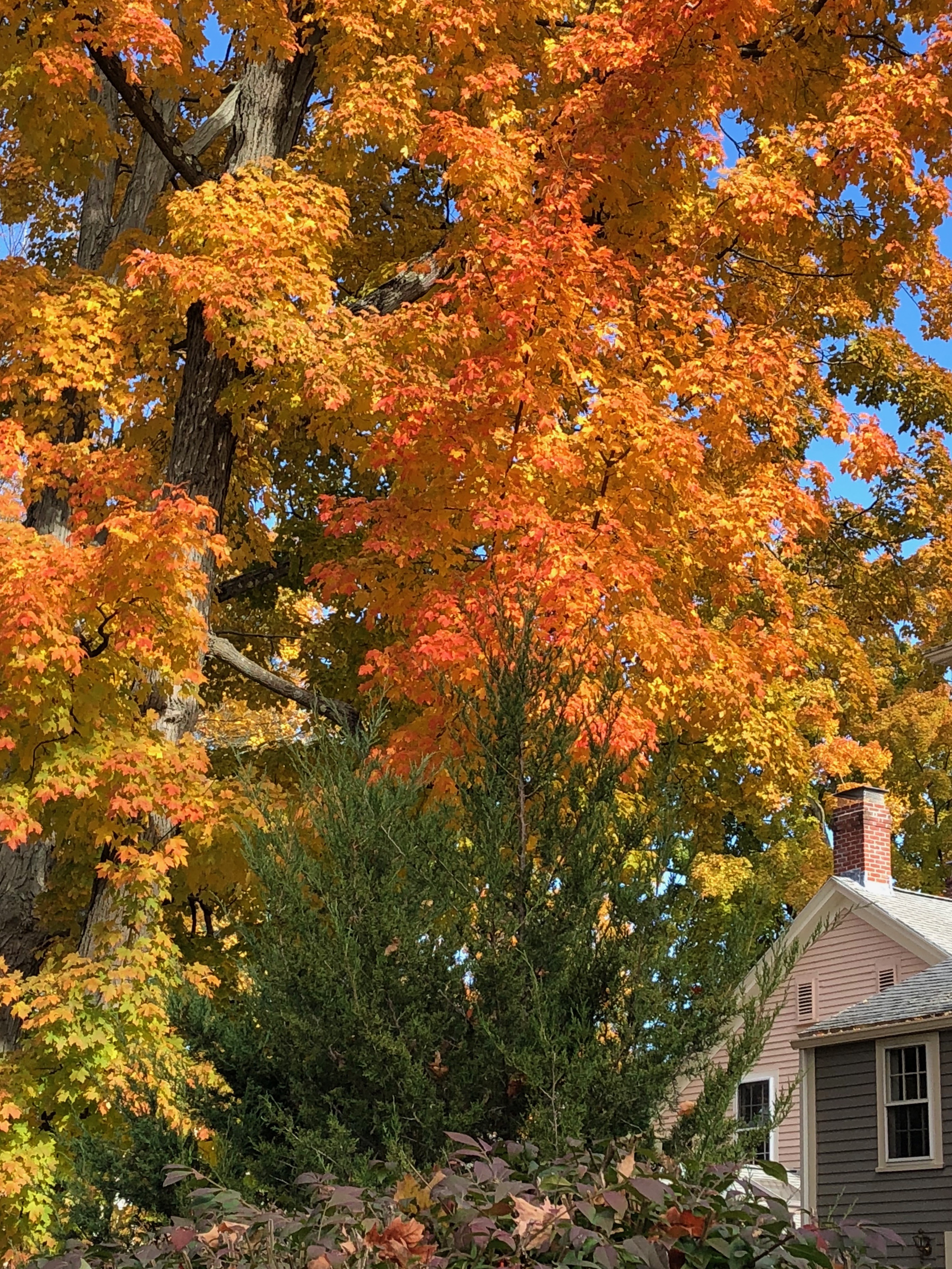 102618-autumn-leaves