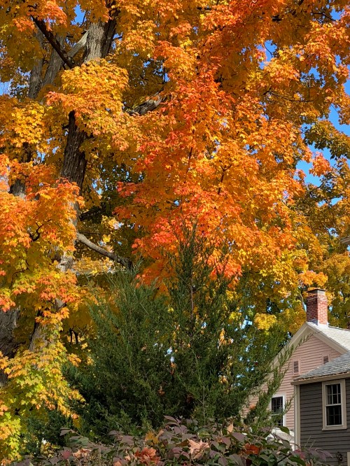 102618-autumn-leaves