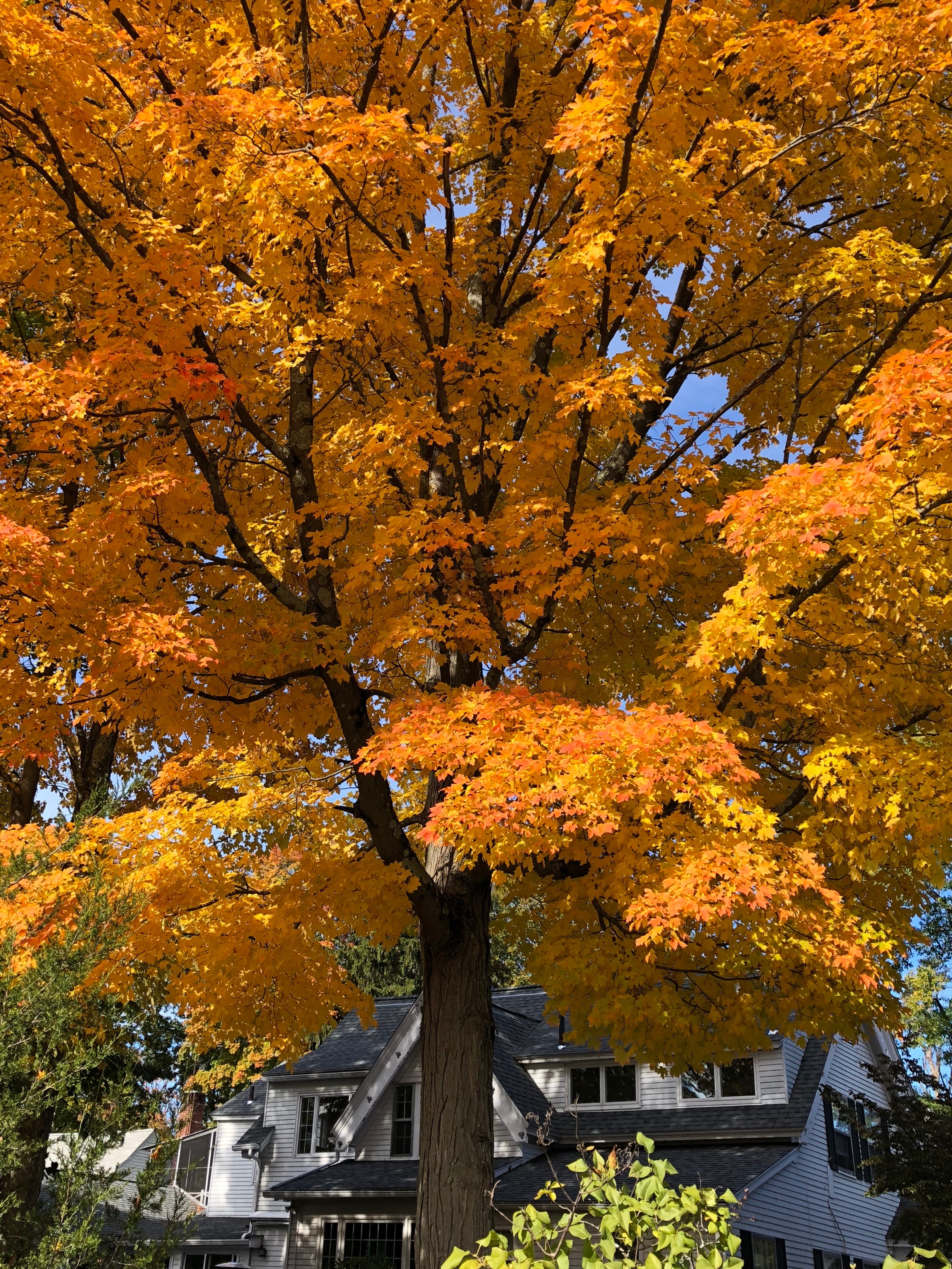 102618-fall-color-Concord-Mass