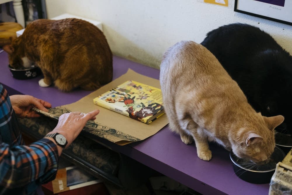 21280b-20170404-wildrumpus-03