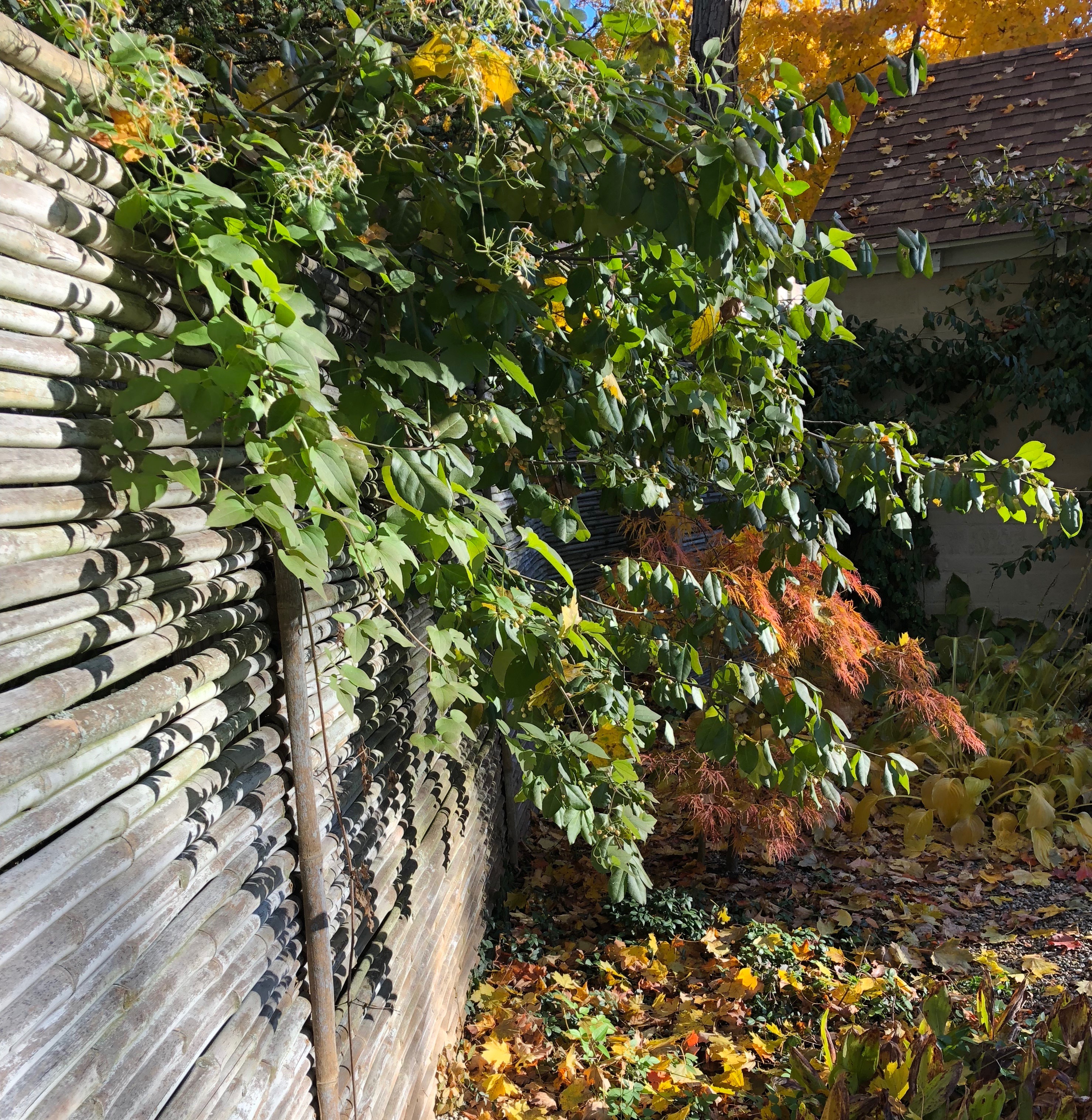 103118-autumn-shadows