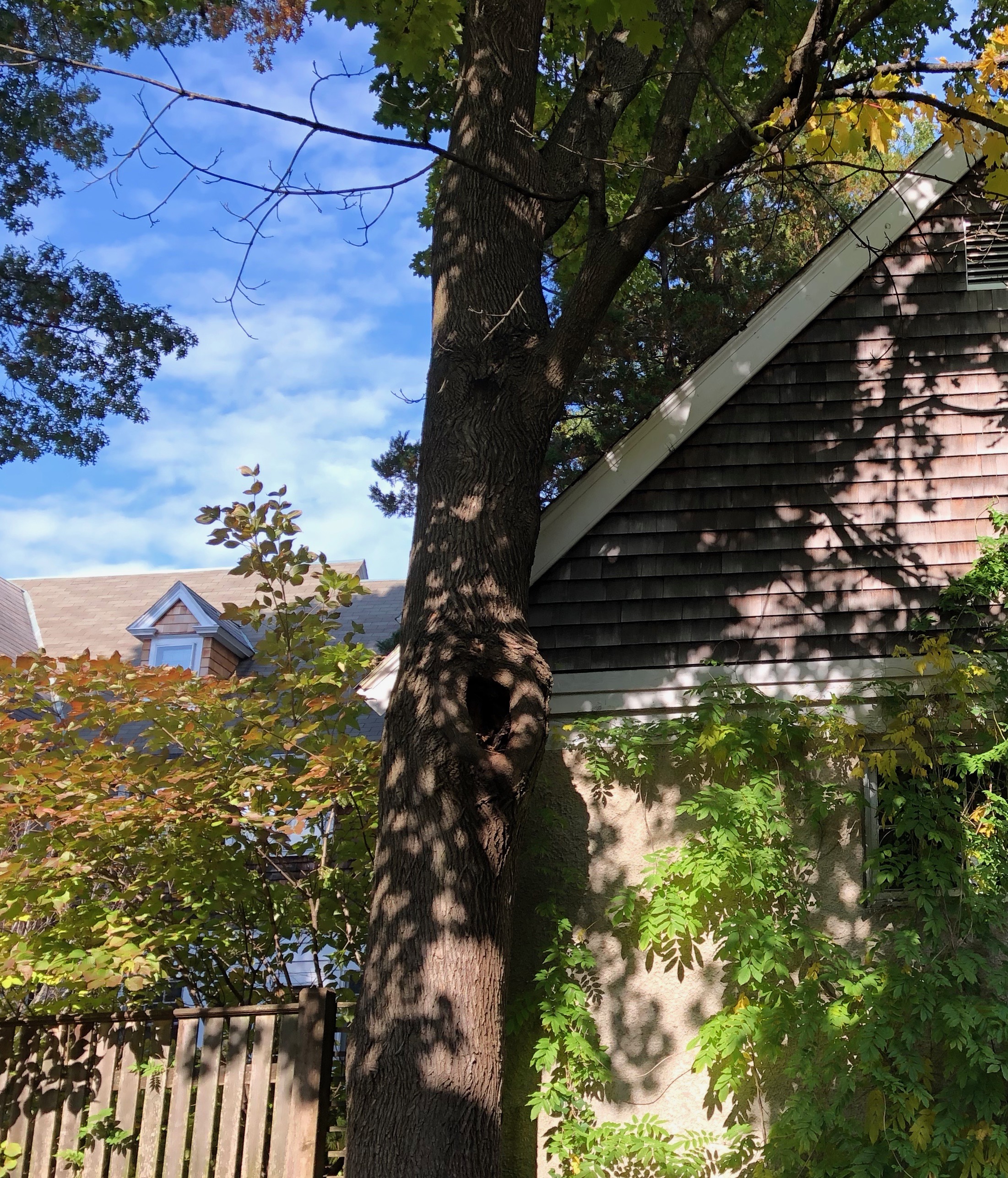 110118-Providence-backyard