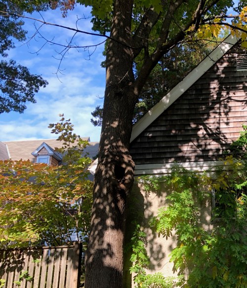 110118-Providence-backyard