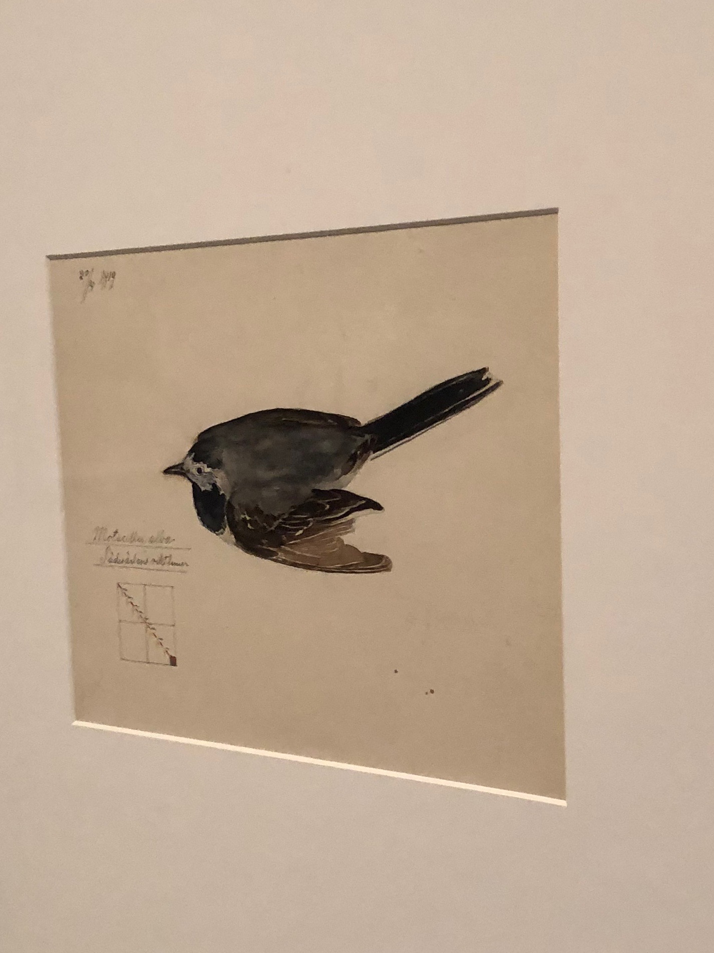 112118-af-Klint-bird