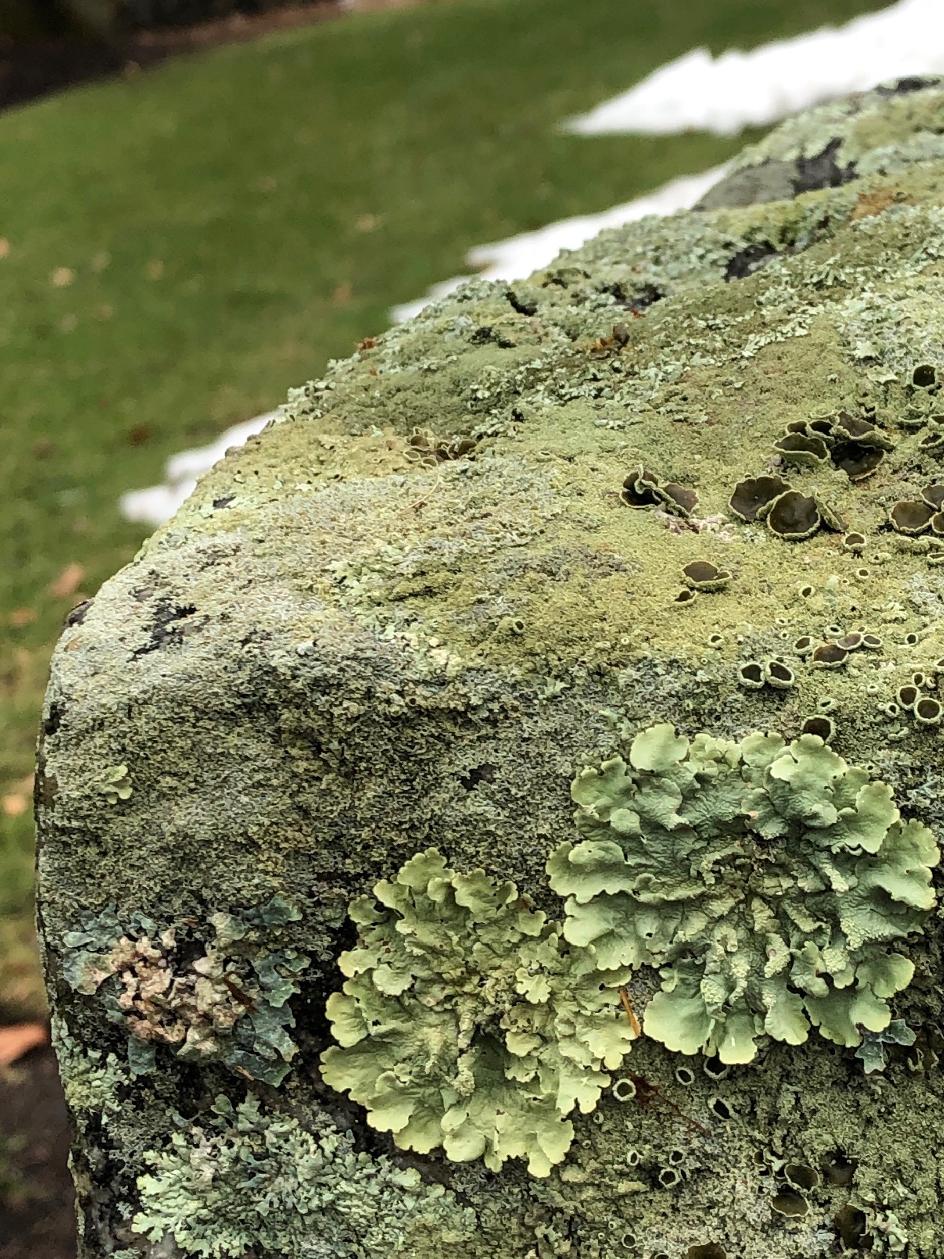 112518-love-of-lichens