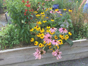 20180831_053246_garden-6_300