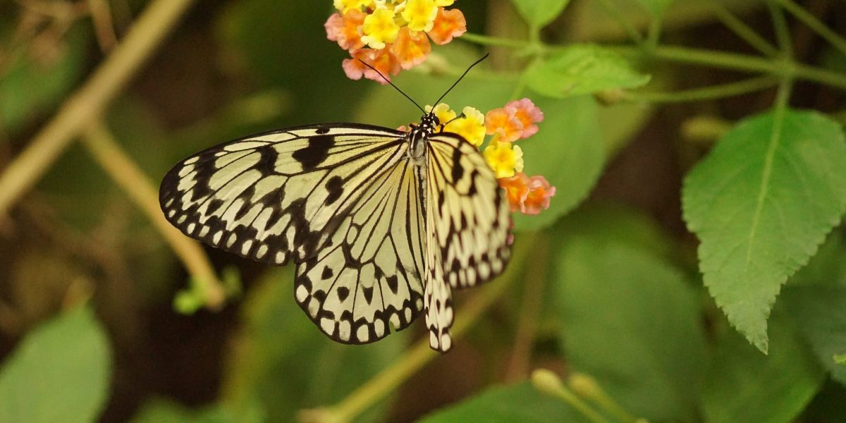 34224912476_b47a3dd0d1_k-1200x600