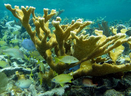 prcorals_elk_horn_coral