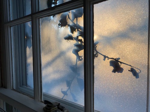 013119-frost-ivy-window-dawn