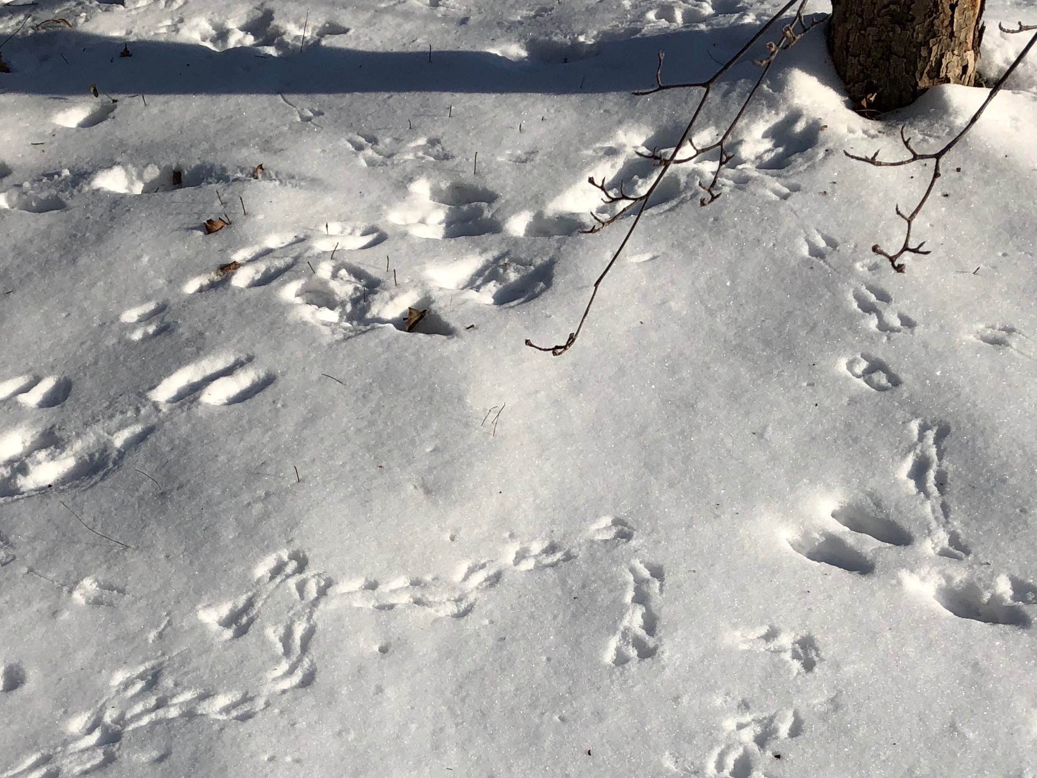 020119-bird-tracks-in-snow