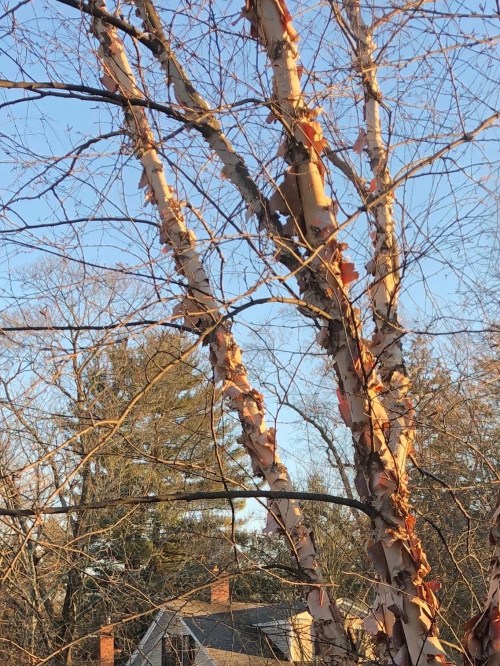 020819-river-birch-library-window-2