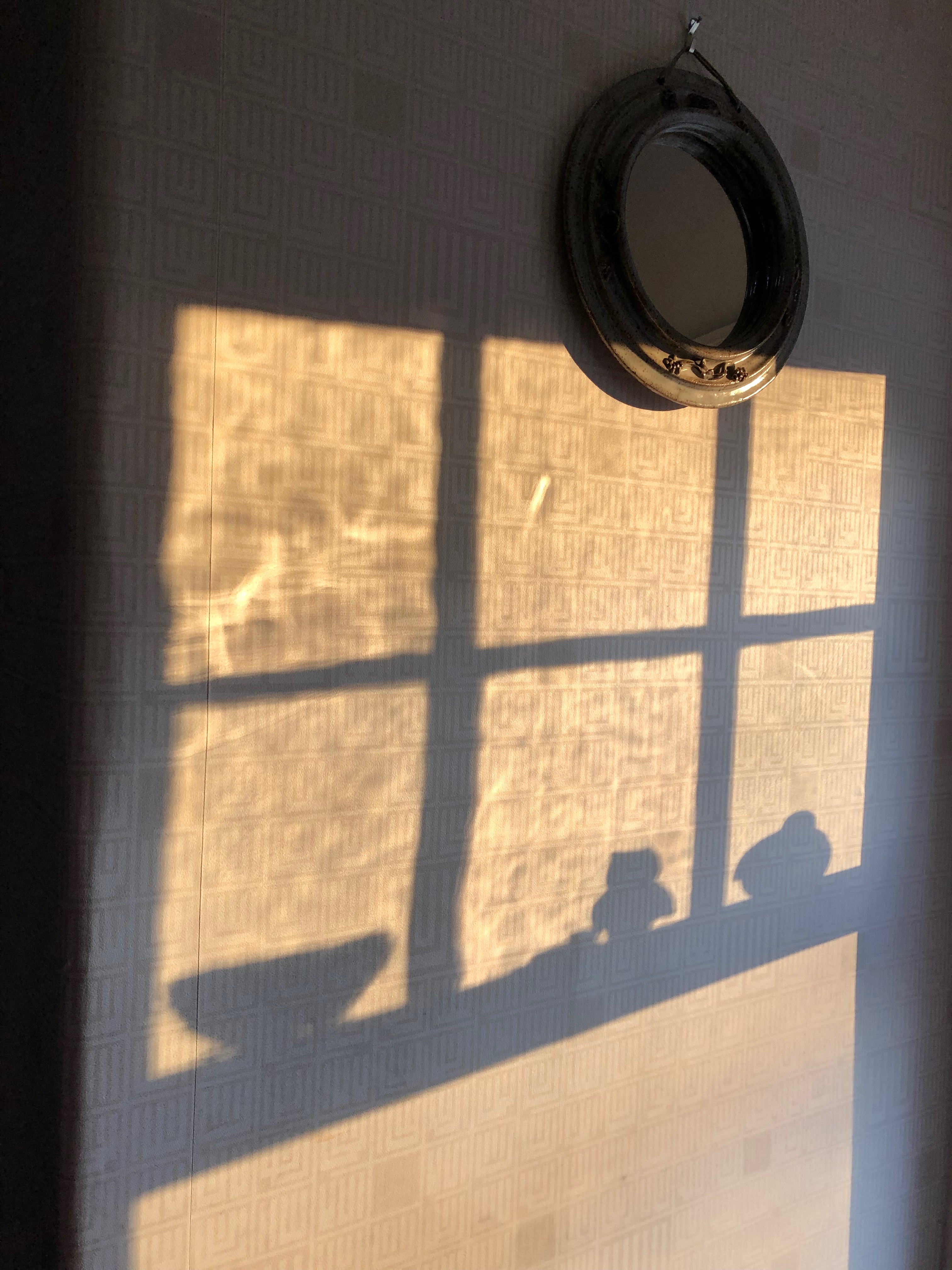 032019-clay-bird-shadows-in-window