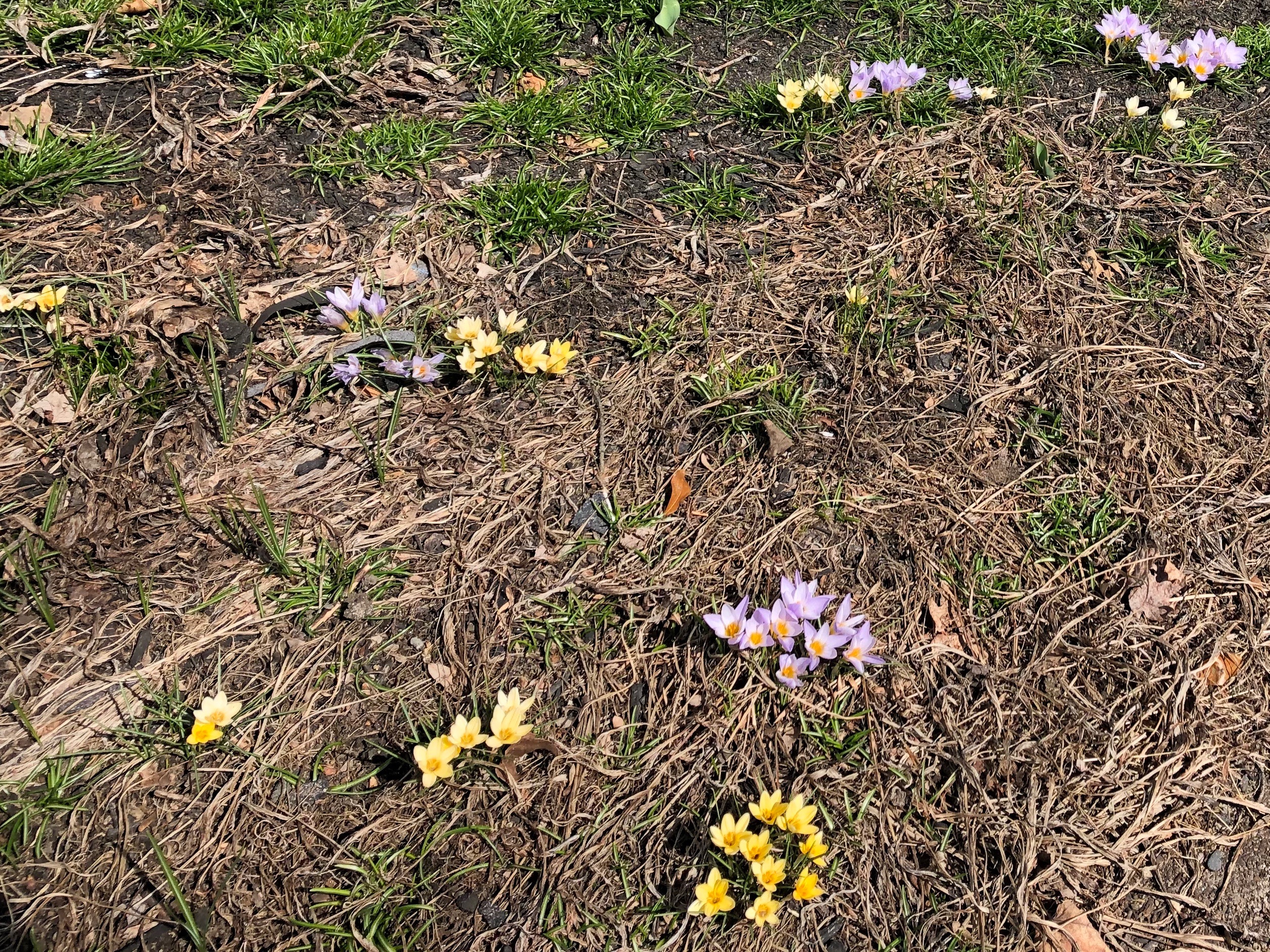 032019-early-sign-of-spring