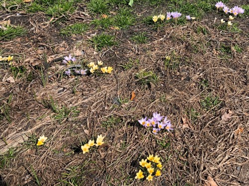 032019-early-sign-of-spring