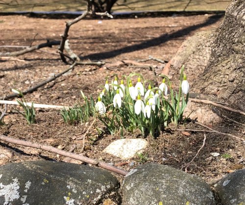 032019-snowdrops-on-first-day-of-spring