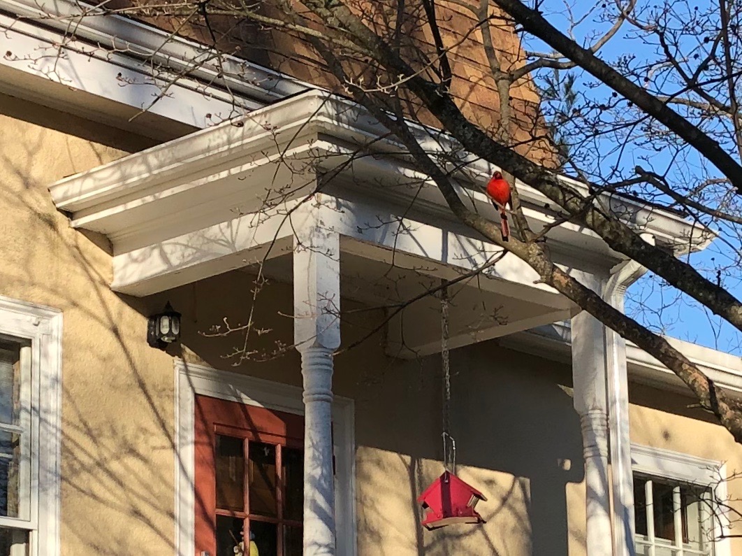 032819-Cardinal-and-red-bird-feeder