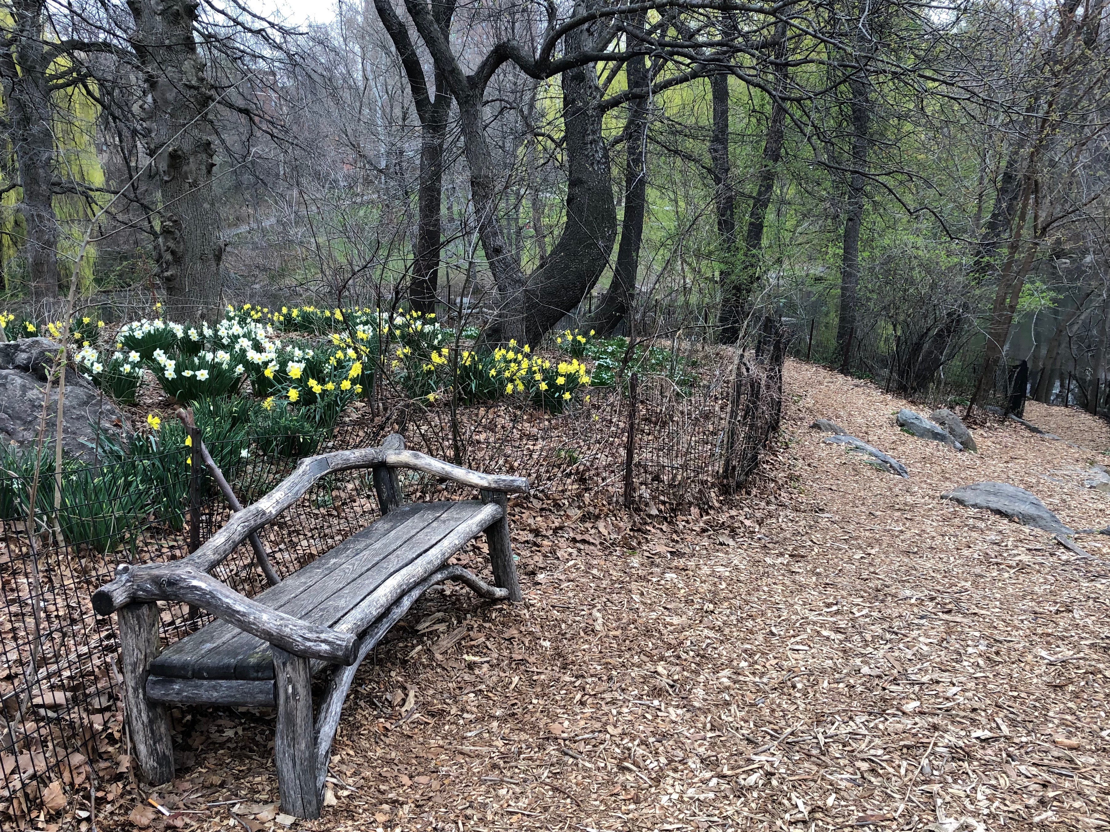 041119-daffodils-and-bench