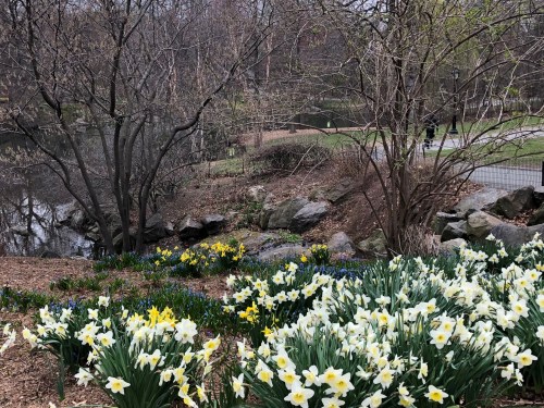 041119-Lagoon-Central-ParkJPG