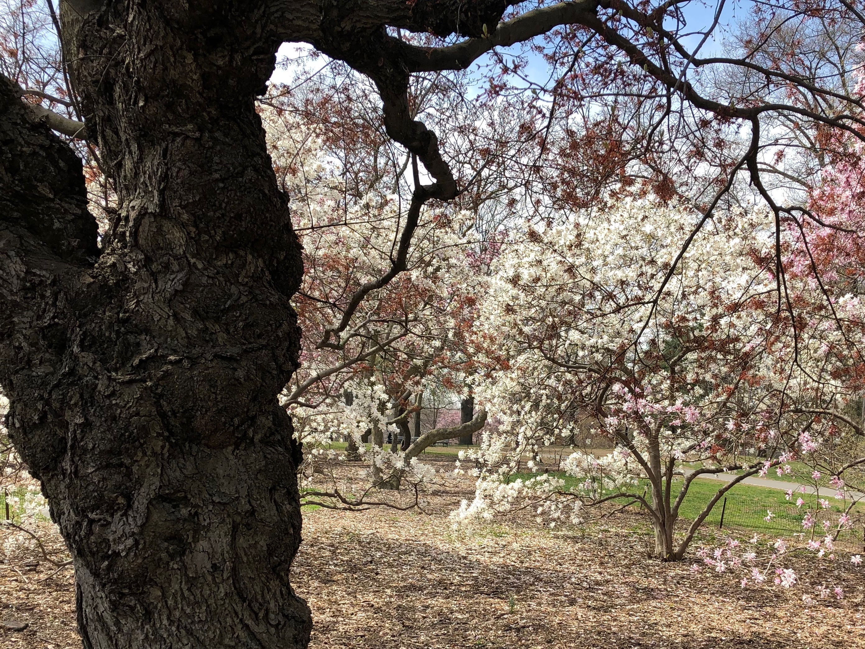 041219-.flowering-trees-Central-Park