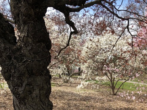 041219-.flowering-trees-Central-Park