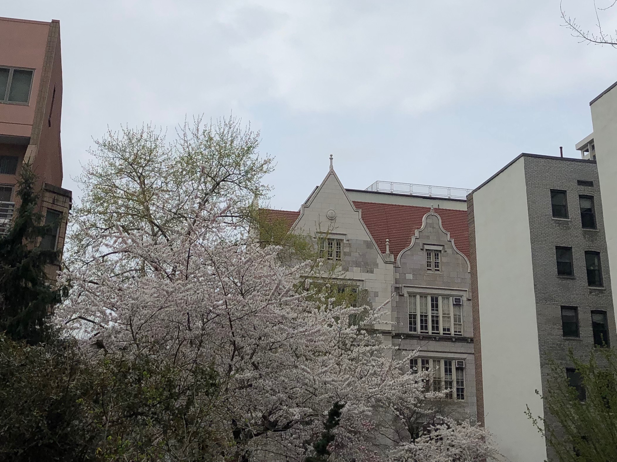 041219-New-York-is-blooming