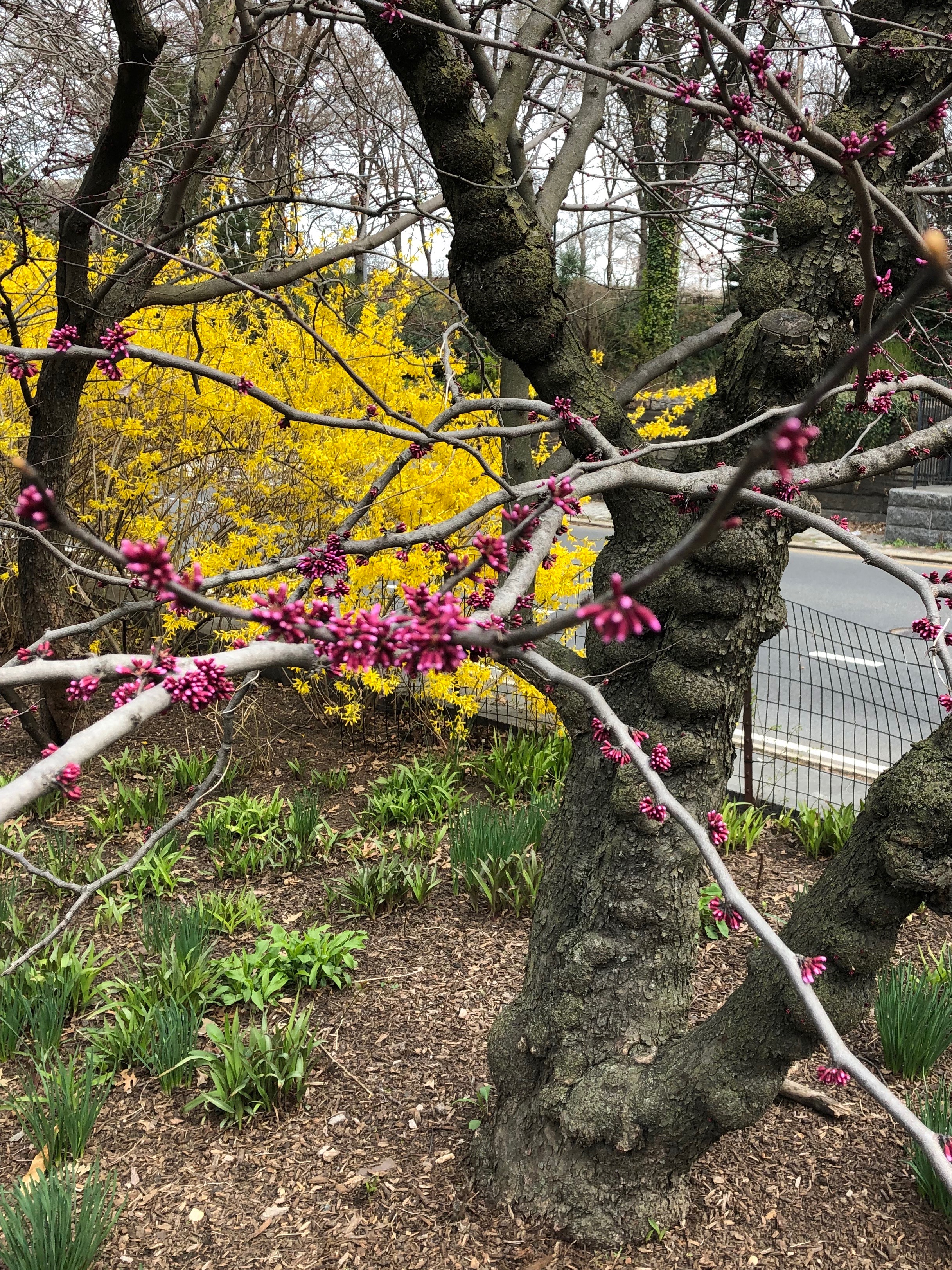 041219-red-bud-and-forsythia