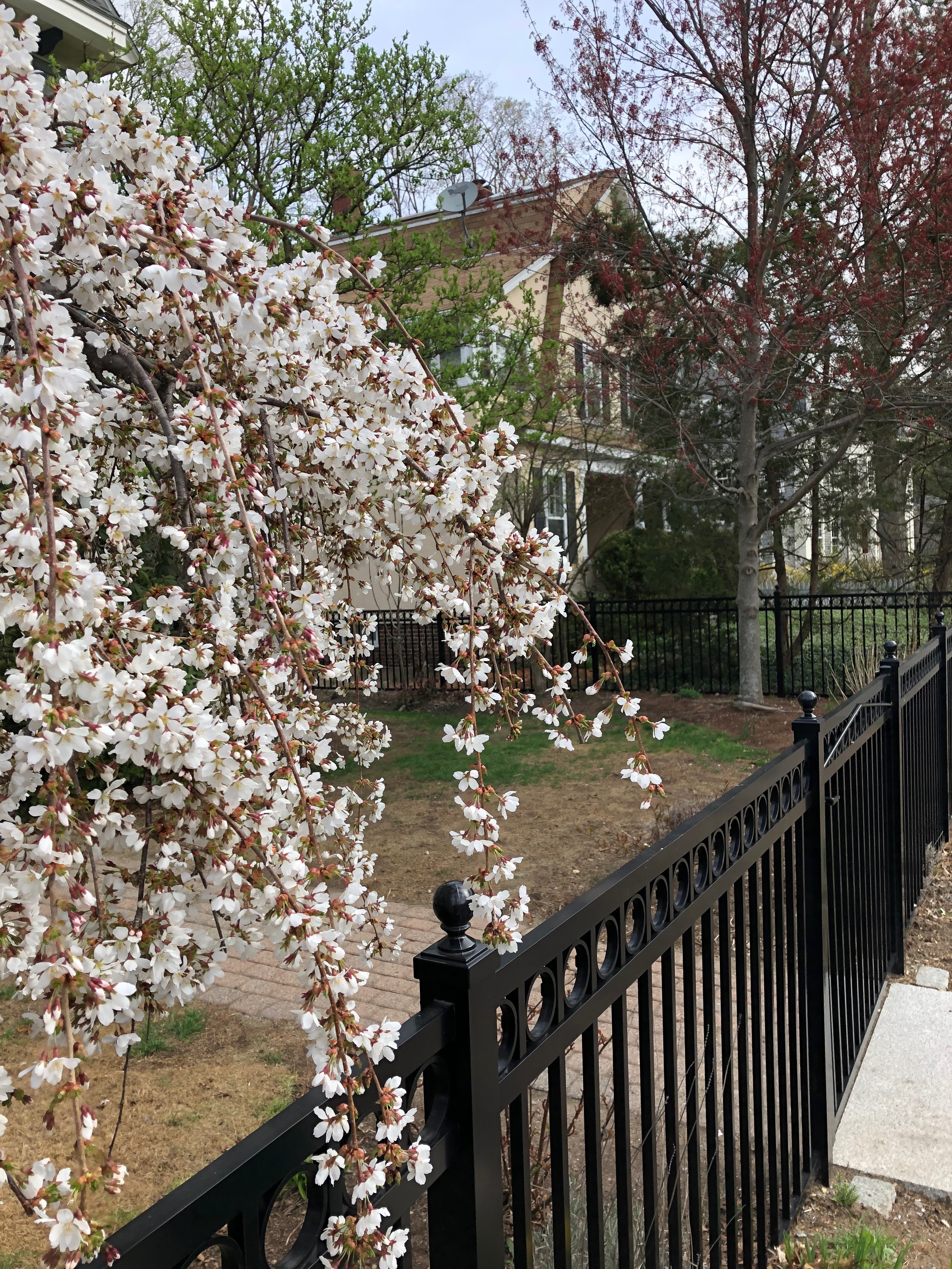 041919-weeping-cherry