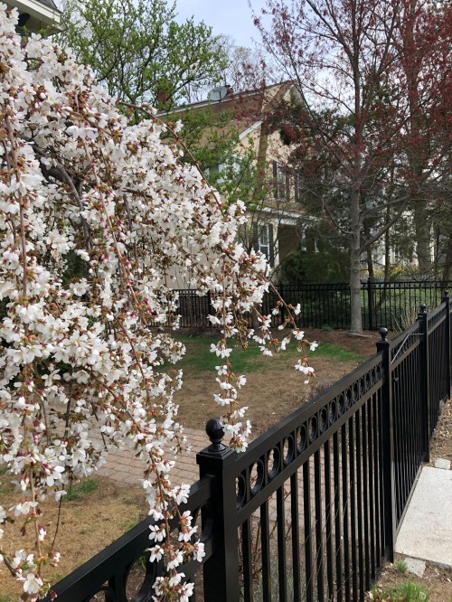 041919-weeping-cherry