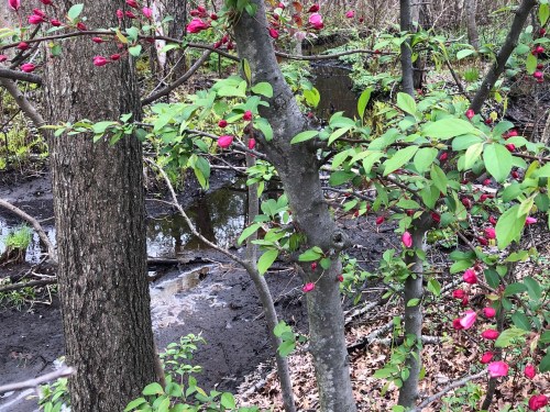 050319-blossoms-and-swamp