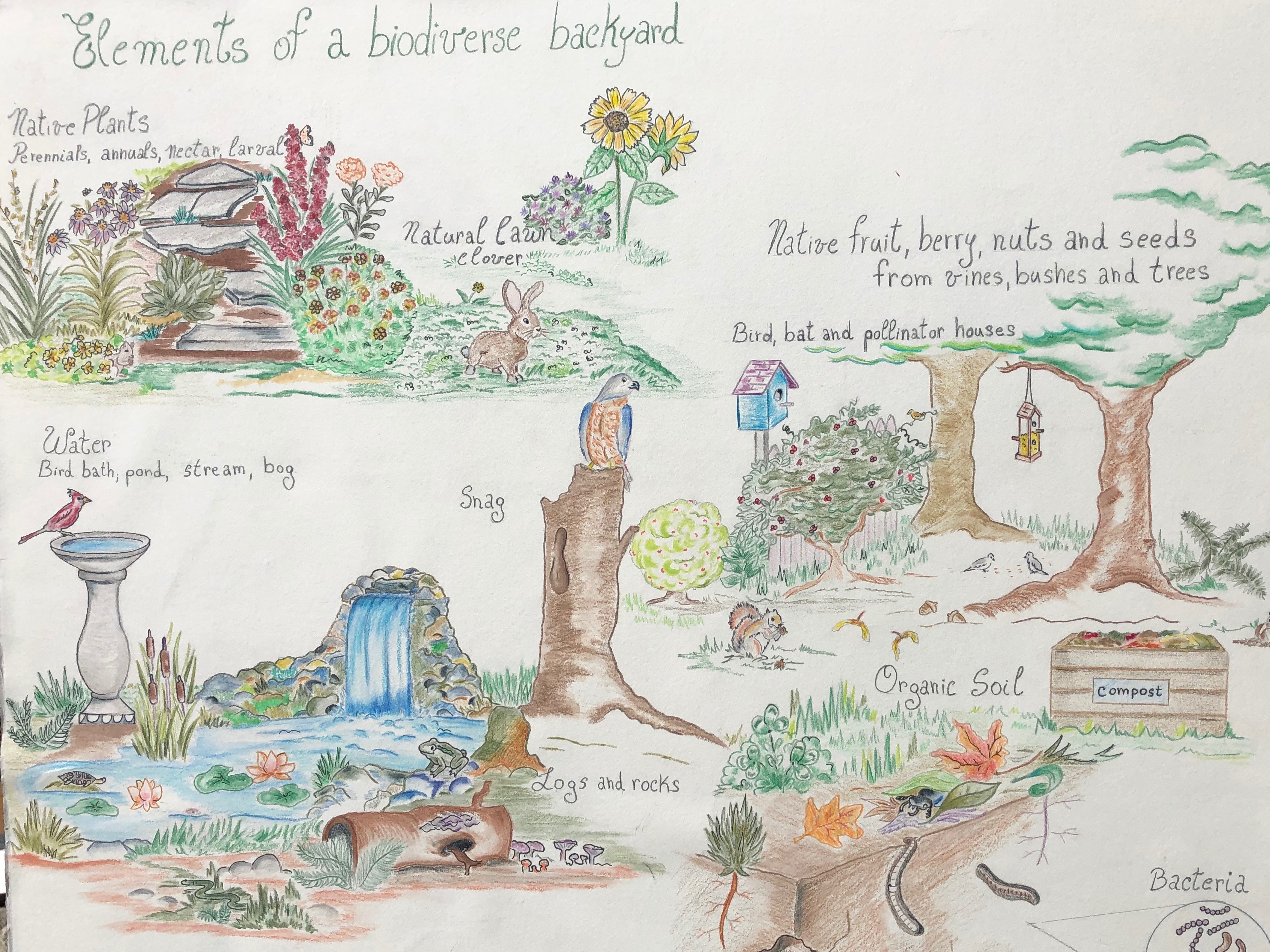 051819-MeadowScaping-for-BiodiversityJPG