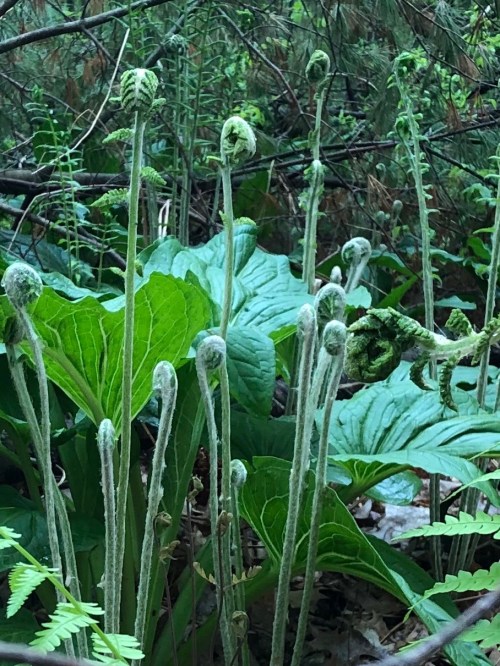 052019-ferns-on-conservation-land