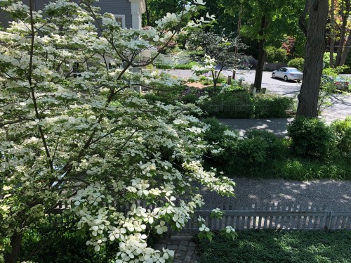 052219-dogwood-see-from-upstairs