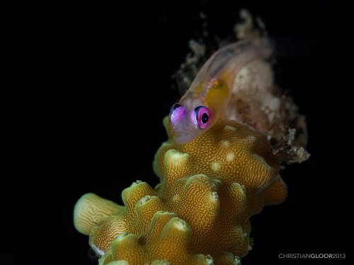 Pinkeye Goby / Bryaninops natans