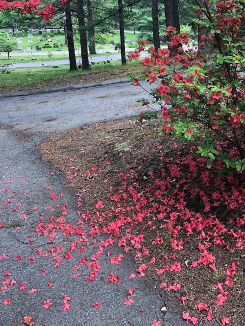 053019-fallen-azalea-petals-in-cemetery