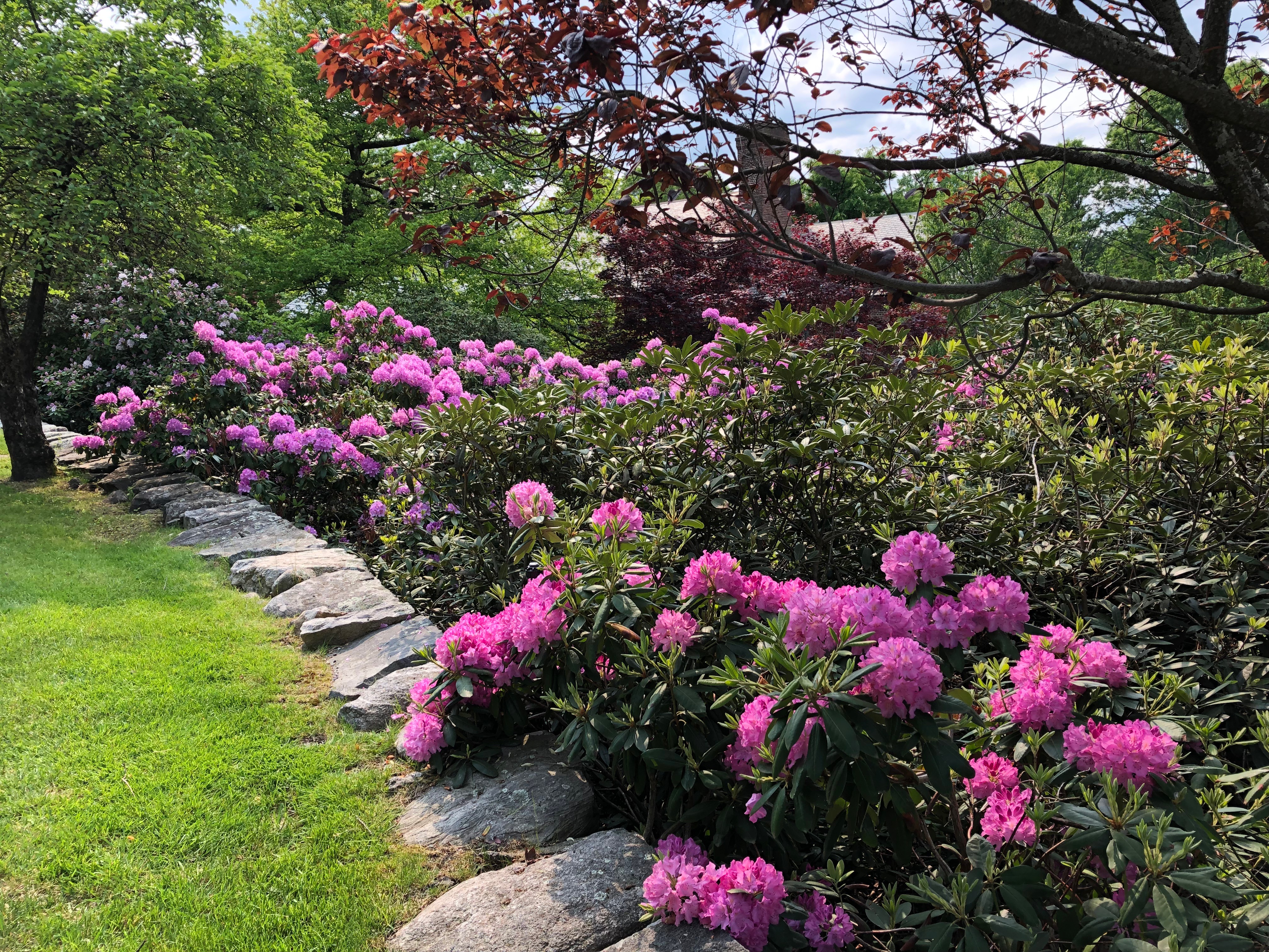 053119-Rhododendrons-Nashawtuck-Hill