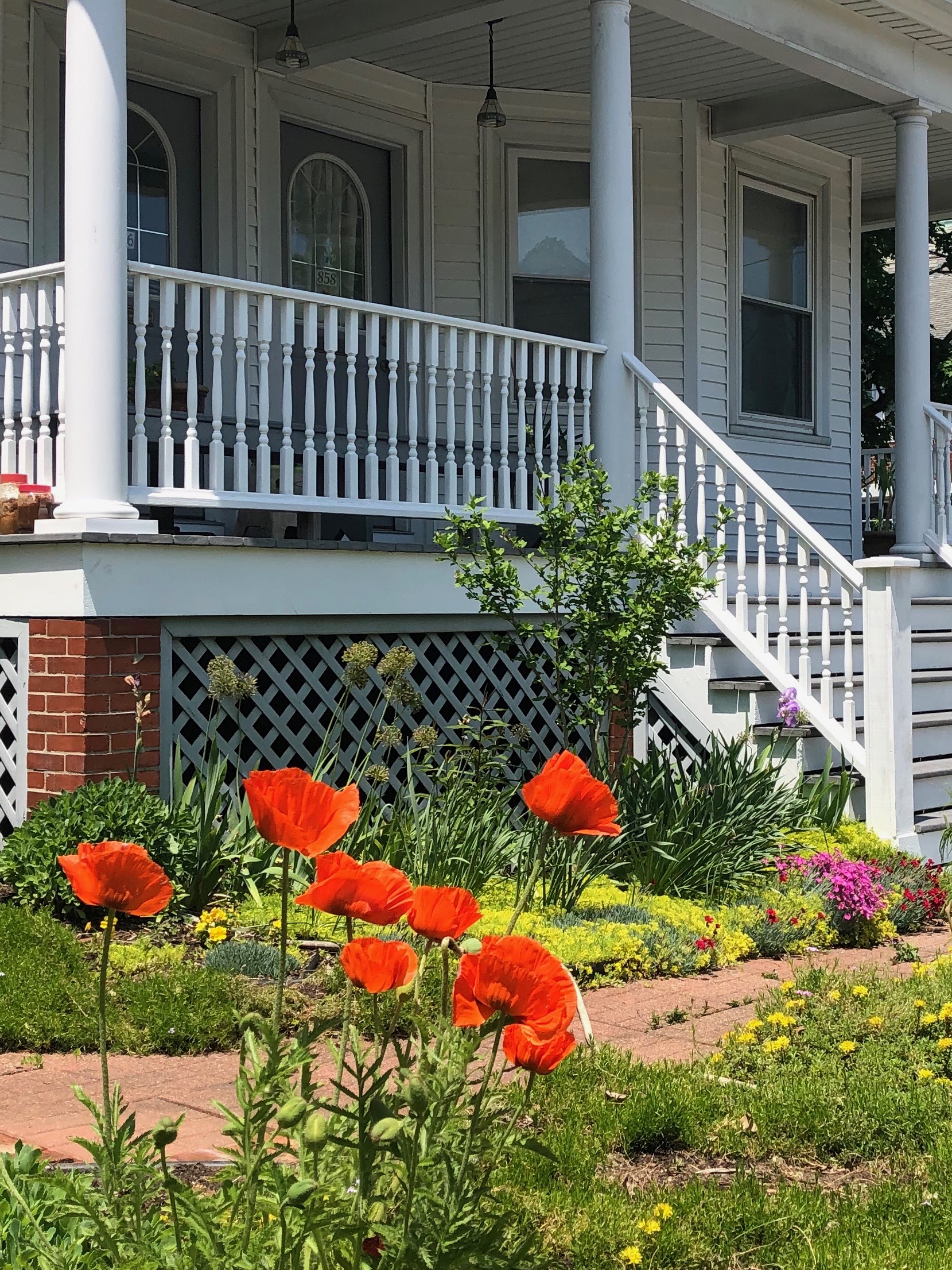 060319-poppies-rhode-island