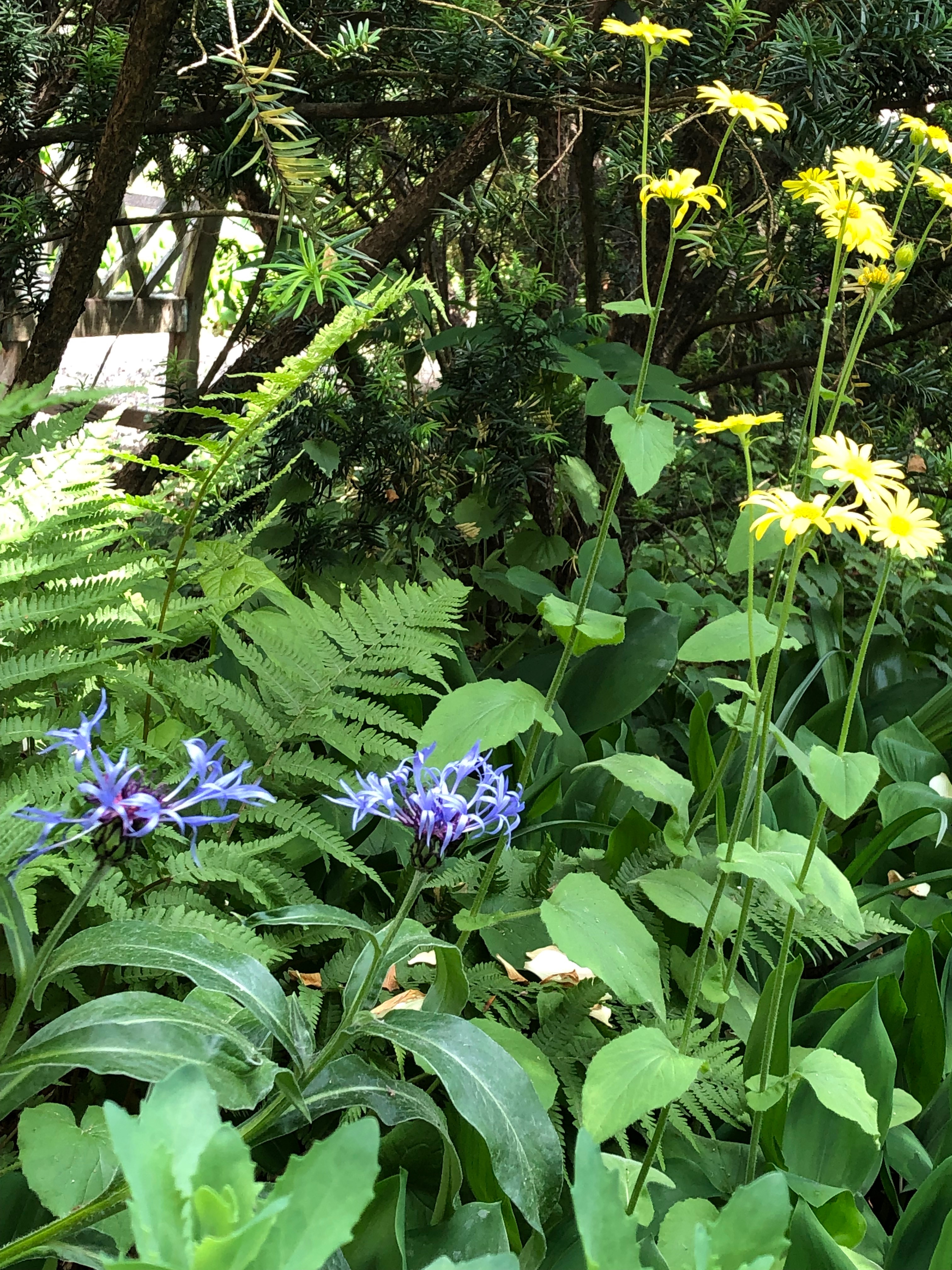 060519-June-in-New-England