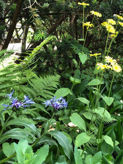 060519-June-in-New-England