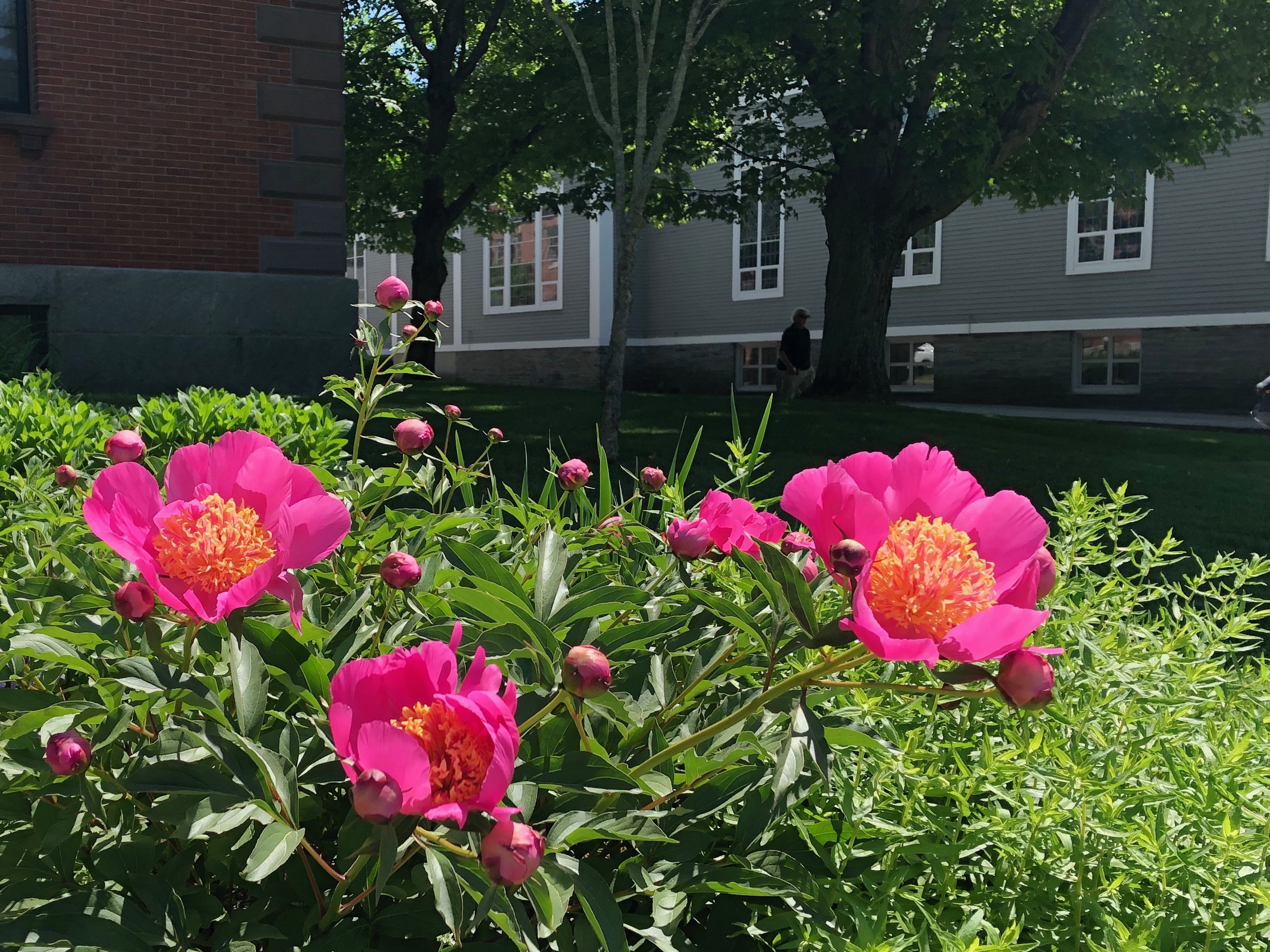 060819-.town-hall-peonies