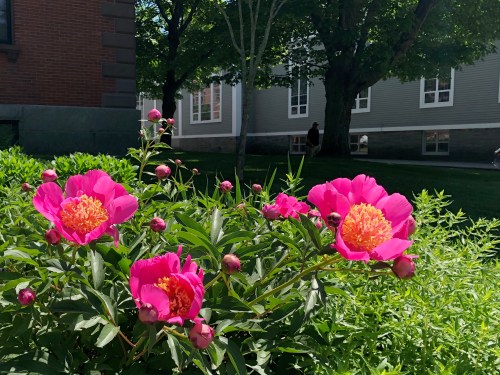 060819-.town-hall-peonies
