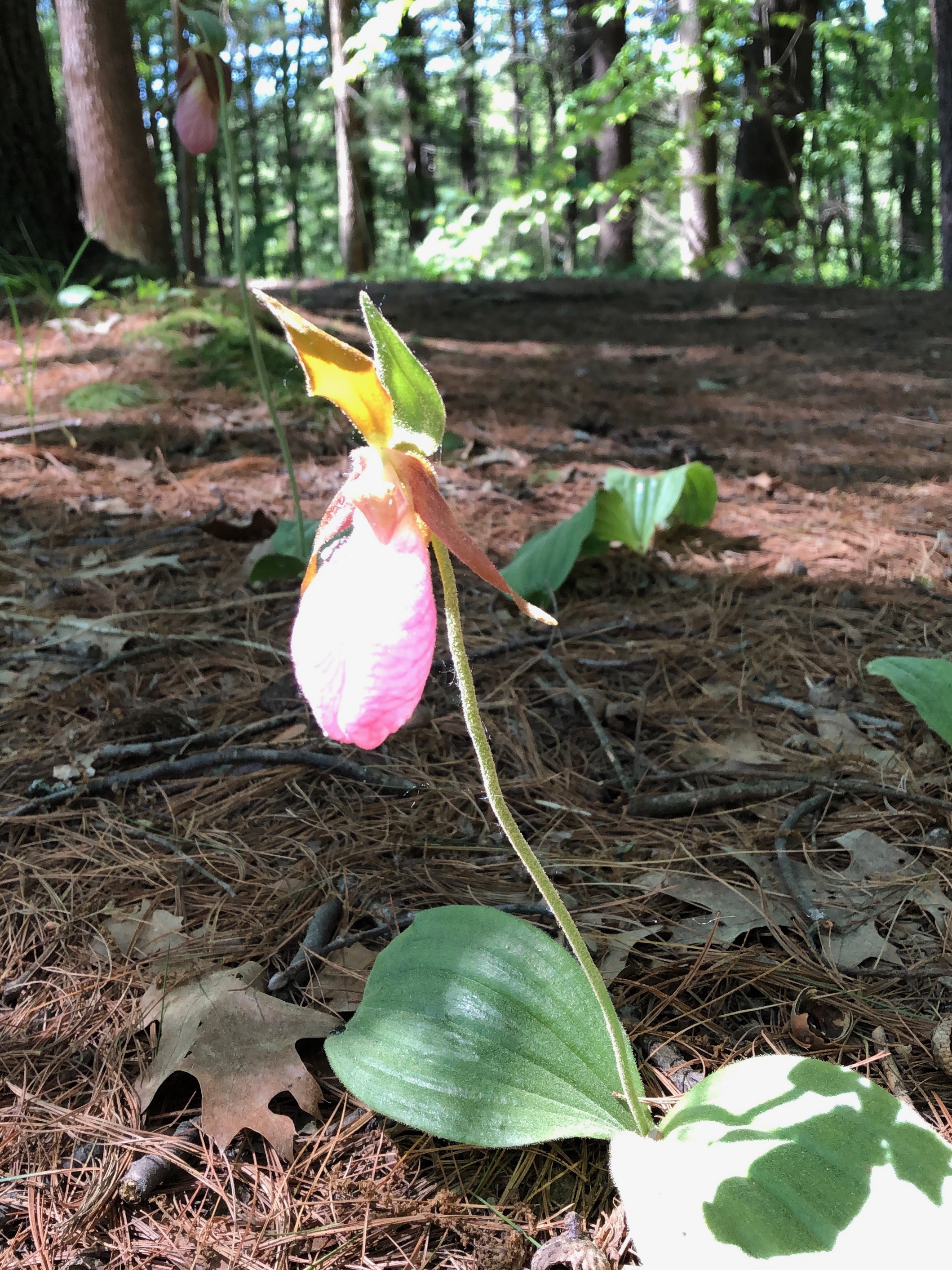 060819-Pink-Lady-Slippers-ConcordMa